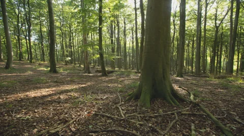 Tracking Shot Of Trees In A Forest With Sunshine - Timelapse Video stock 36669685