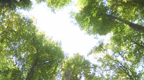 Tracking shot of trees from ground to top Stock Footage 36666768