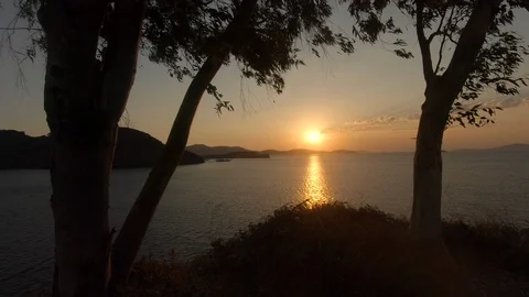 Tracking shot of trees at sunrise 스톡 동영상 91828061