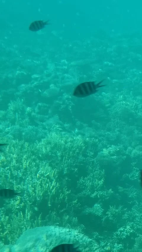 Tracking shot of tropical reef fish swimming over coral seabed in shallow t.. Stock Footage 329871140