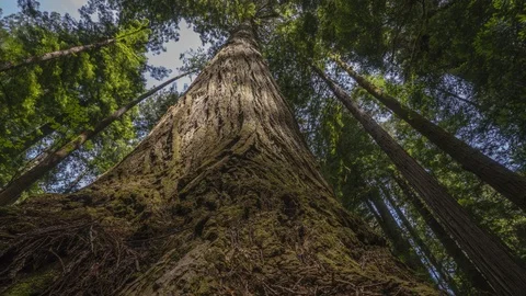 Tracking shot of a trunk of a tree, Redwood National Park, The Redwood National Stock Footage 106795568