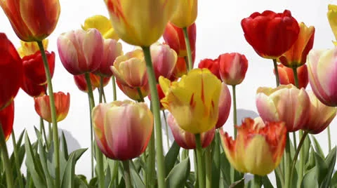 Tracking shot of tulips Stock Footage 23120891