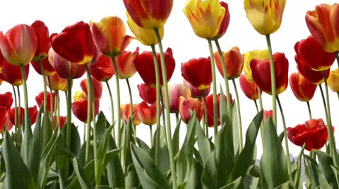 Tracking shot of tulips Stock Footage 23121105