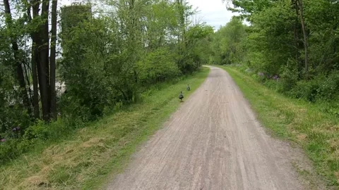 A Tracking Shot of Turkeys on a Dirt Path Stock-Footage 196199550