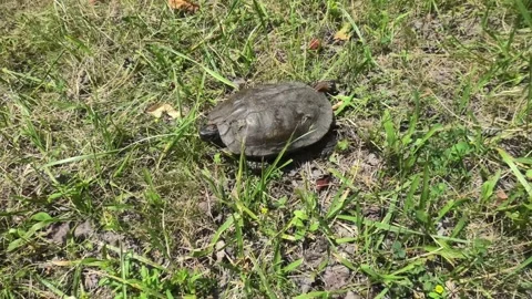 A Tracking Shot of a Turtle on the Move Stock Footage 156715913