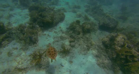 Tracking shot of a turtle swiming in the Atlantic Ocean Stock Footage 42879371
