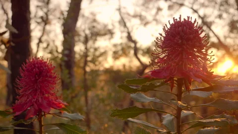 Tracking shot of two Australian Native Waratah's at sunrise Stock Footage 141168843