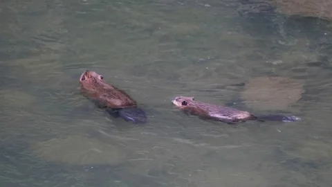 Tracking shot of two beaver swimming in a river at yellowstone Video stock 83498163