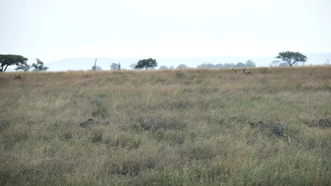 Tracking shot of two cheetah stalking prey at serengeti np Stock Footage 99525985