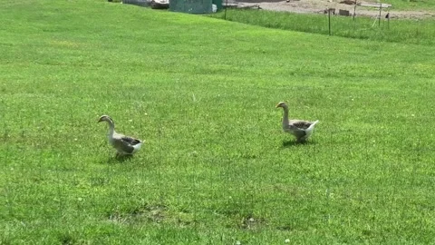 A Tracking Shot of Two Geese Walking in a Field Stock Footage 199718326