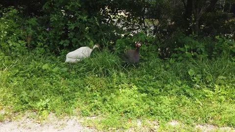 A Tracking Shot of Two Guineas Stock Footage 291871730