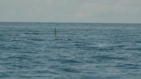 Tracking shot of two orcas surfacing, moving away from camera Stock Footage 243900856