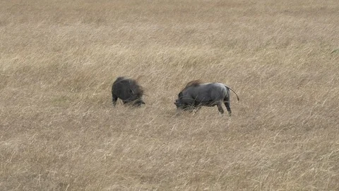 Tracking shot of two warthog at masai mara in kenya Stock-Footage 106113295
