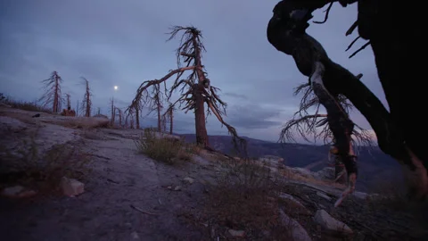 Tracking Shot Under Fallen Dead Tree on Rocky Mountain Terrain Stock Footage 315477137