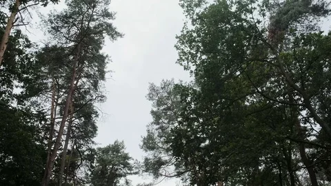 Tracking shot view from below oak trees in a forest in Germany, West Europe Stock-Footage 112712180