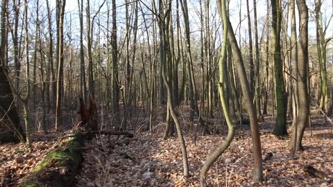 Tracking shot with a view of the forest with dead trees on the ground Stock Footage 123979343