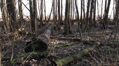 Tracking shot with a view of the forest with a lot of dead trees on the ground Stock Footage 123979373