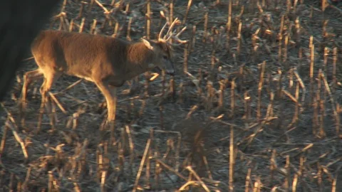 Tracking Shot Walking Deer, Forest Evening  Video stock 92093242
