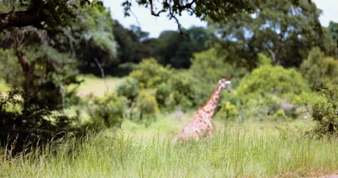 Tracking shot of walking Giraffe Kruger National Park. Wildlife, Africa Tourism Stock Footage 235440848