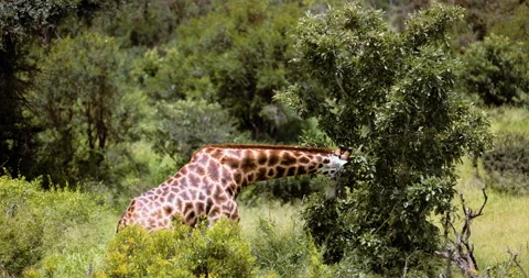 Tracking shot of walking Giraffe Kruger National Park. Wildlife, Africa Tourism Видео 235442720