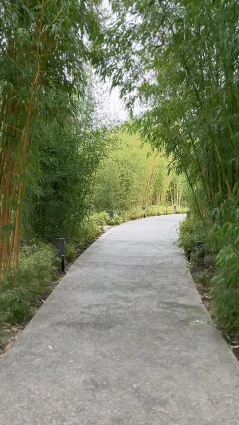 Tracking shot, walking through bamboo forest. vertical video Stock Footage 270728780