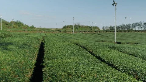 A tracking shot walking through a green tea field. Stock Footage 122062044