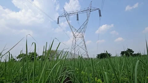 Tracking shot walking through a young sugarcane field moving toward a towering s Stock Footage 347066736