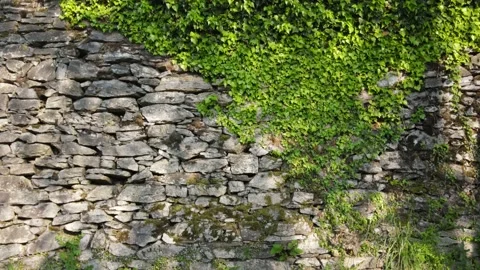 Tracking shot of wall covered in ivy Plants Stock Footage 158506402