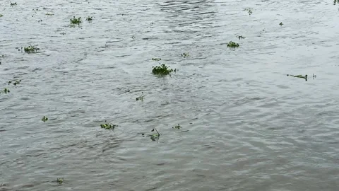 Tracking Shot of Water Hyacinths Drifting Down a Flooded River Stock Footage 344583365