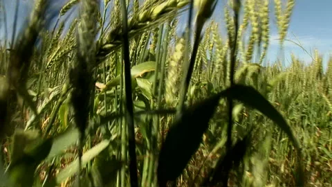 Tracking shot of waving wheat in a field Stock Footage 310389357