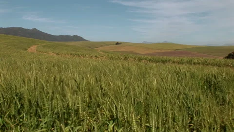 Tracking shot of waving wheat in a field Stock Footage 310389370