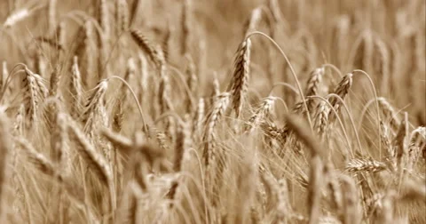 Tracking Shot Of Wheat Standing Almost Still In No Wind Stock Footage 61746172