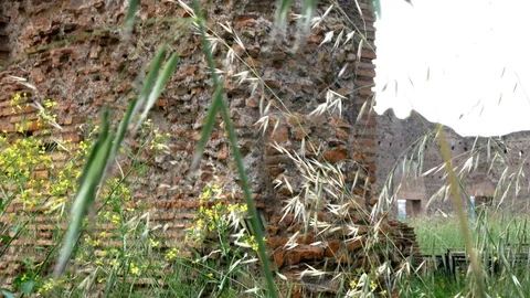 Tracking shot from the wheat towards the ruins of Avventino, in the center of Stockbeeldmateriaal 89903453