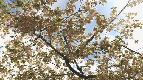 Tracking shot of white and pink flowers blossoming in spring Stock Footage 89865895