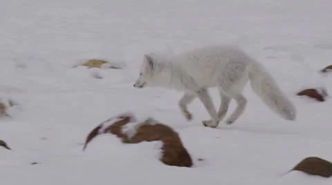 Tracking shot white arctic fox running across rocks in snow Stock Footage 67770618