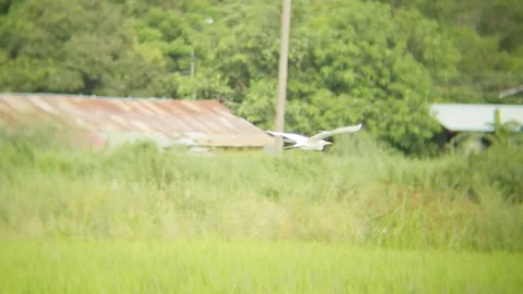 Tracking shot of White bird Little Egret flying abrove wetland grass surface Stock Footage 293446711