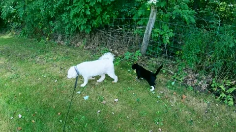 A Tracking Shot of a White Dog Walking While Being Followed by a Black Cat Stock Footage 167093384