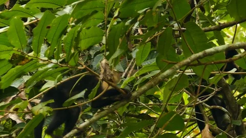 Tracking shot of white-headed capuchin in deep jungle of Panama Stock Footage 123618596