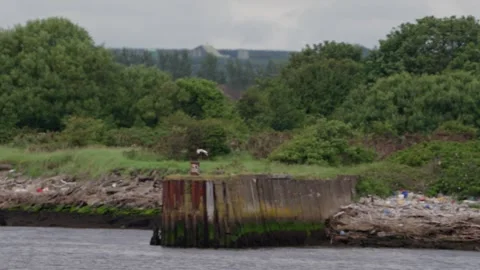 Tracking shot of a wild bird flying over coastal waters in Scotland Video stock 334672196