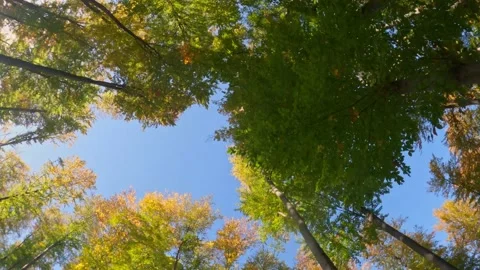 Tracking Shot Wild Forest Looking Up In The Sky Wide Angle Perspective Stock Footage 150883801