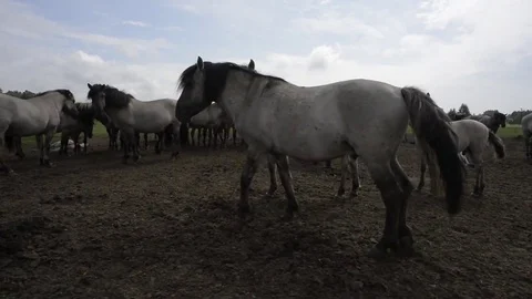 Tracking Shot of Wild Horses Stock Footage 69119462