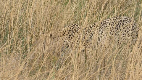 Tracking shot of a wild leopard stalking in high grass on the savanna Video stock 100542247