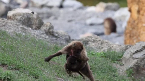 Tracking shot of wild scared Bleeding Heart Monkey with baby move away in Video stock 249669356