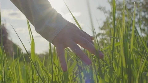 Tracking Shot Of Woman's Hand As She Touches Tall Grass Along Nature Path Stock-Footage 129485345