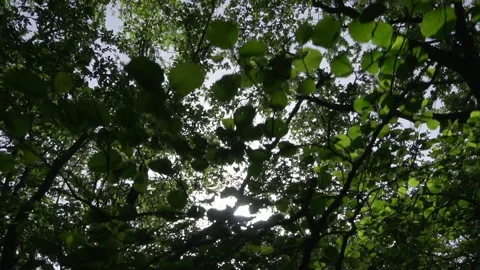 Tracking Shot in the Woods 스톡 동영상 138403727