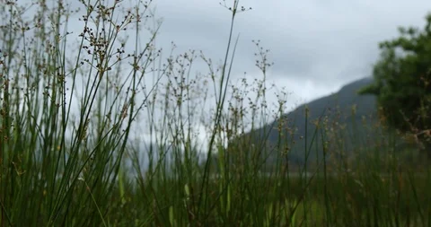 Tracking shot of yellow daffodils in the beautiful nature of Loch Lomond Stock Footage 99402853