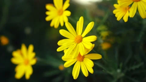 Tracking shot of yellow daisies Stock Footage 178939399