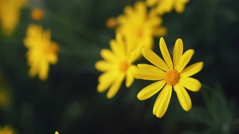 Tracking shot of yellow daisies Stock Footage 178940554