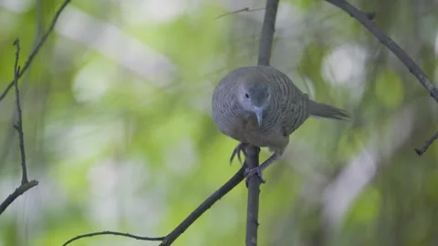 Tracking shot of a zebra dove walking on a branch before flying away Video stock 339314651