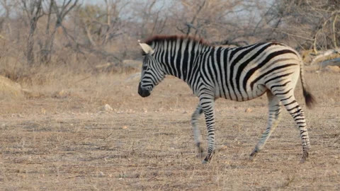 Tracking shot of a zebra foal walking at kruger Stock Footage 310284841